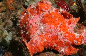 Komodo 2016 - Giant frogfish - Antenaire geant - Antennarius commerson - IMG_6390_rc